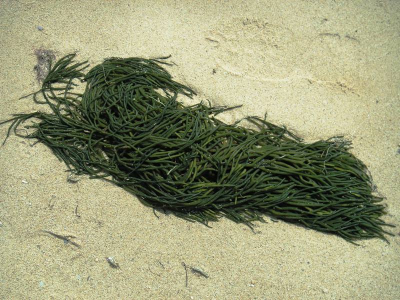 kelp (Lt. Islnd, 19Jul06)